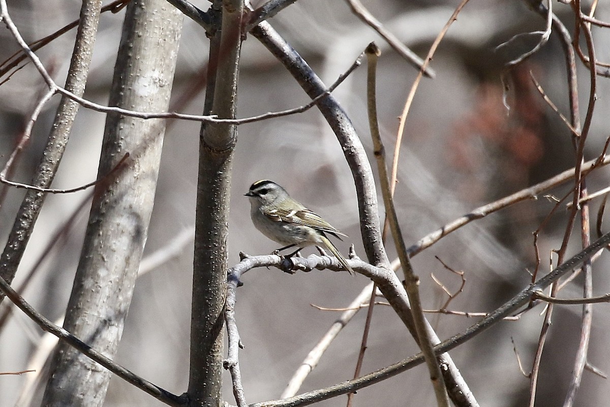 Reyezuelo Sátrapa - ML654782117