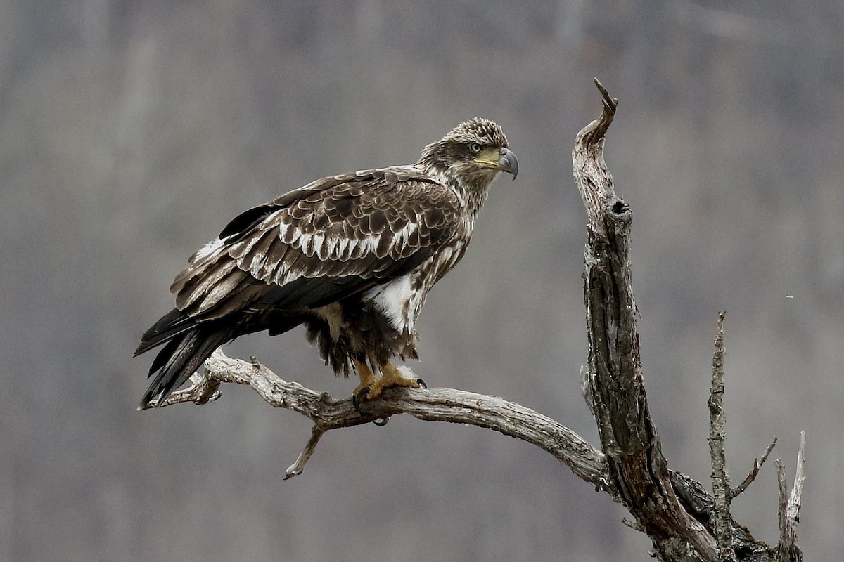 Pigargo Americano - ML654782164