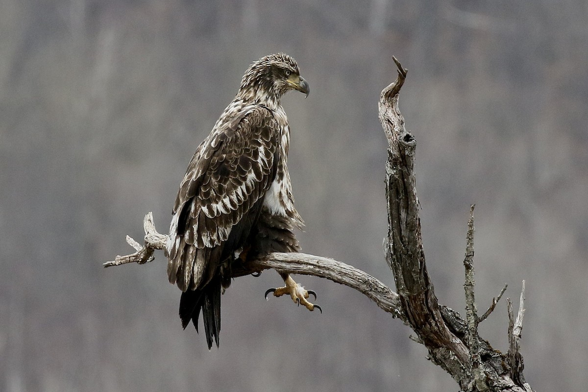 Pigargo Americano - ML654782165