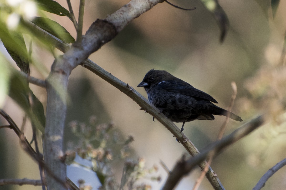 Blue-black Grassquit - Luiz Carlos Ramassotti