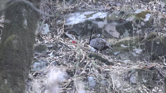 Koklass Pheasant - ML654782326