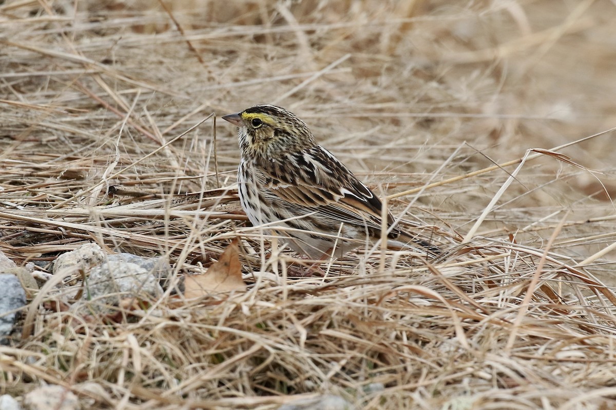 Chingolo Sabanero - ML654782337