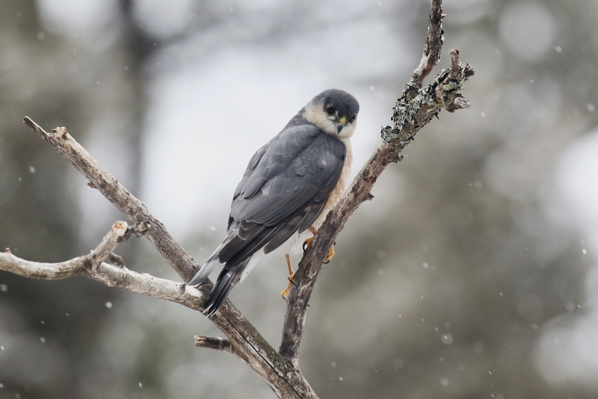 Gavilán Americano - ML654782514