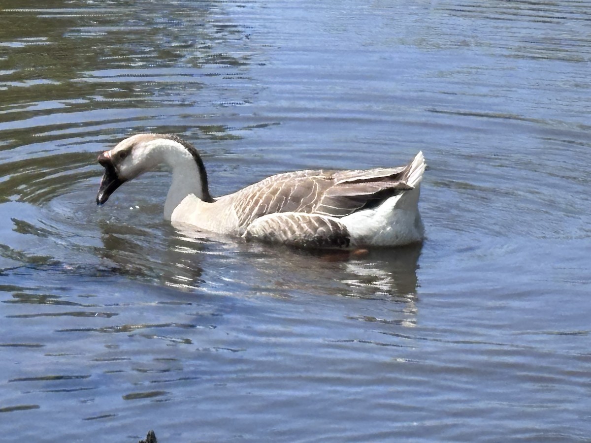 Ánsar Cisnal (variedad doméstica) - ML654783019