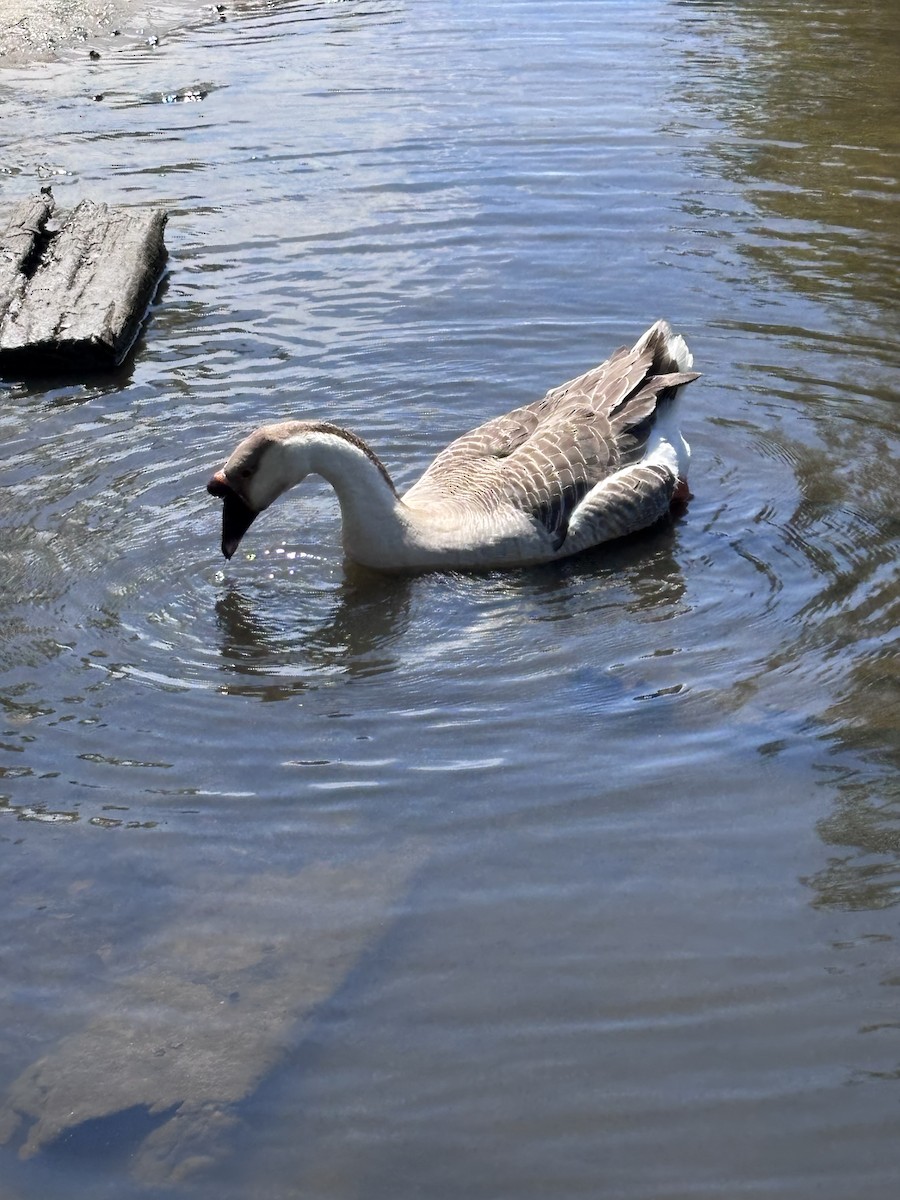 Ánsar Cisnal (variedad doméstica) - ML654783020