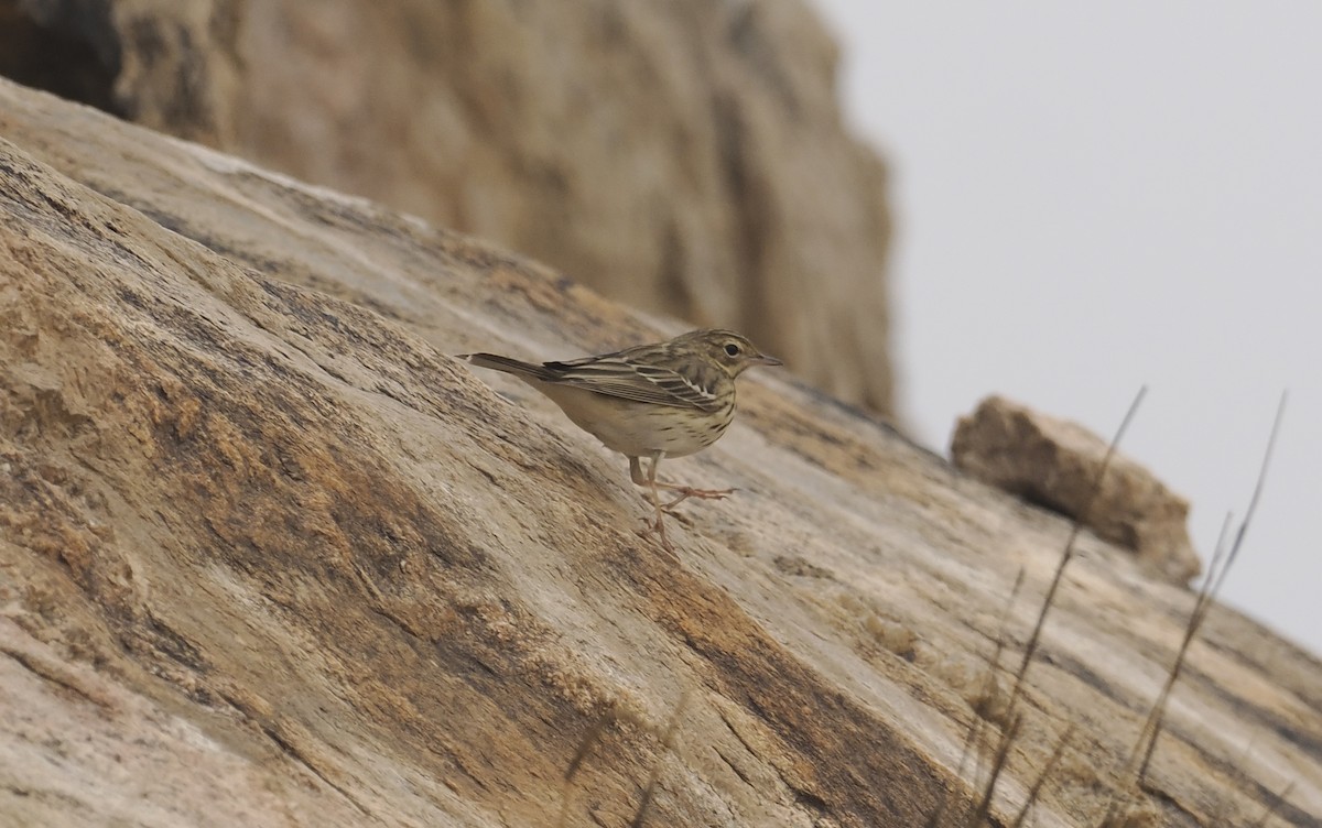 Tree Pipit - ML654783992