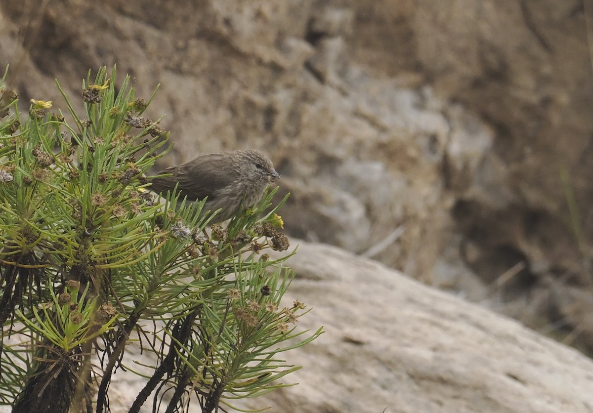 Yemen Serin - ML654784009