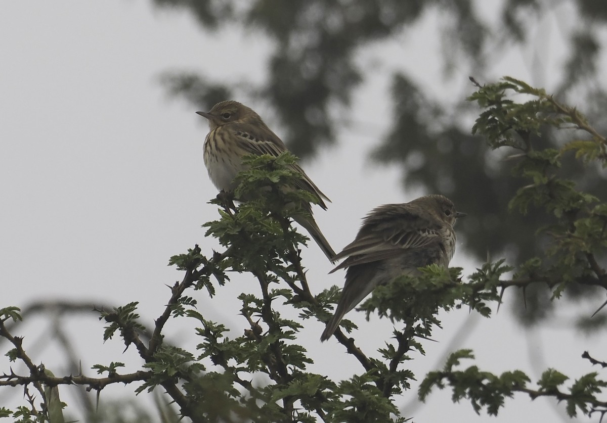 Tree Pipit - ML654784042