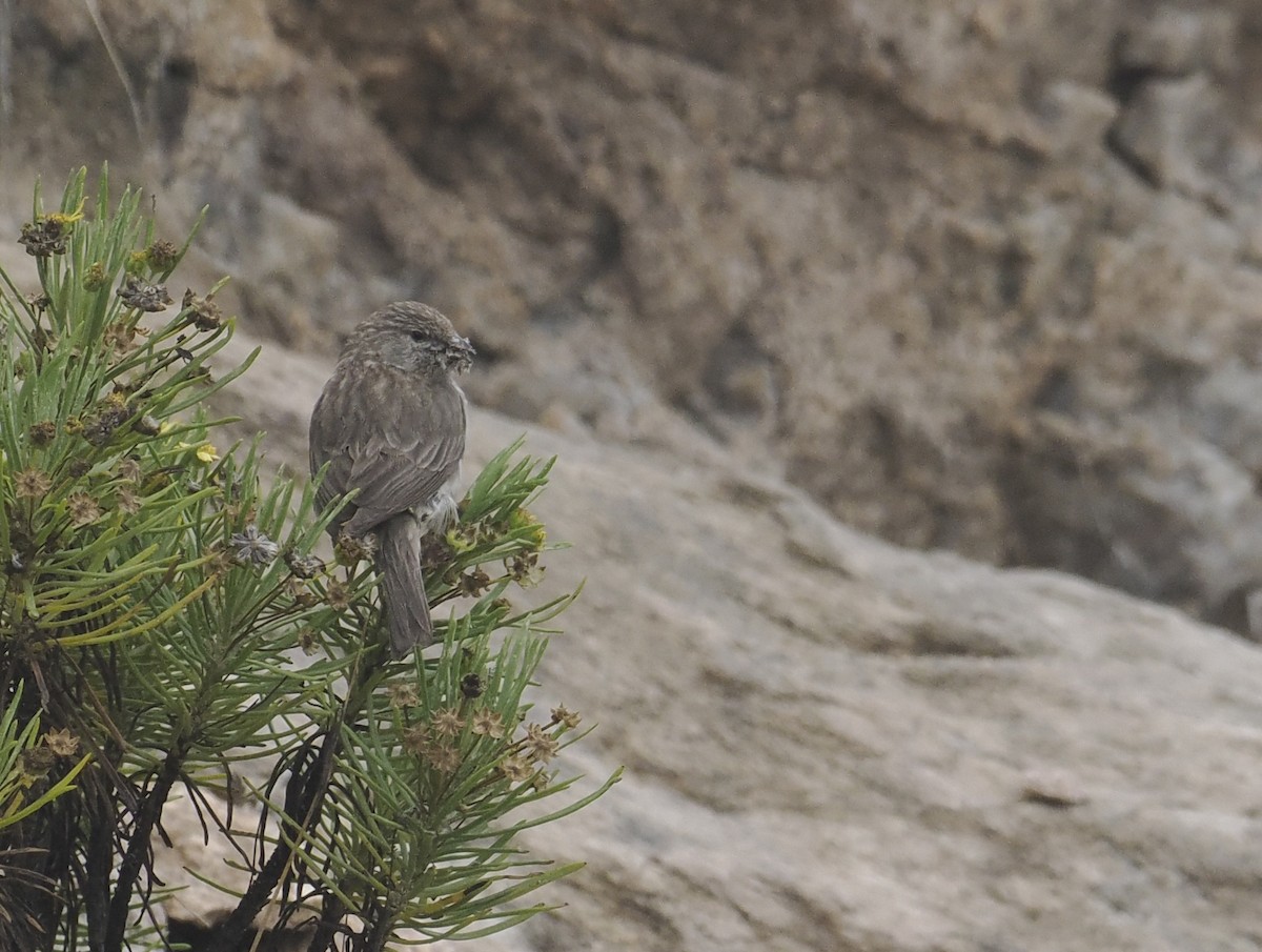Yemen Serin - ML654784060