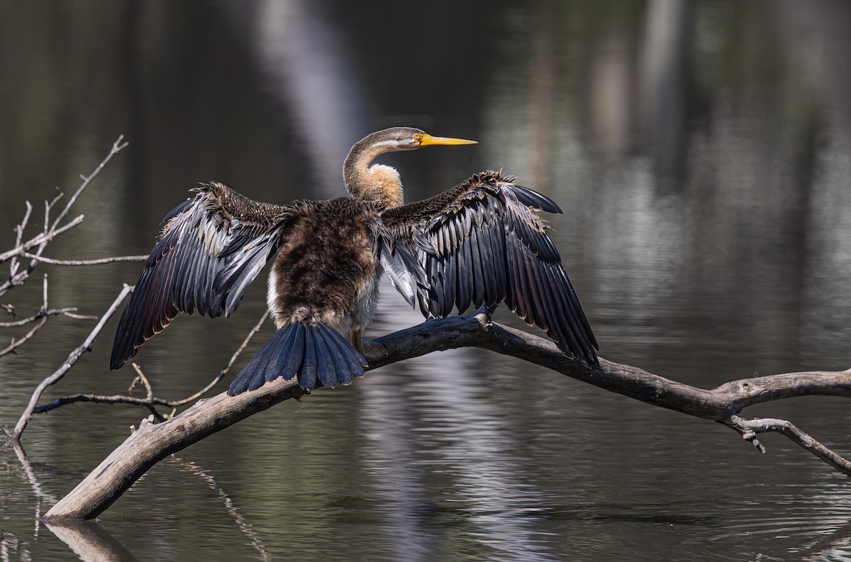 eBird Checklist - 29 Mar 2026 - La Trobe University Bundoora--Nangak ...