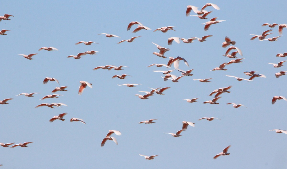 Pink Cockatoo - ML65478471
