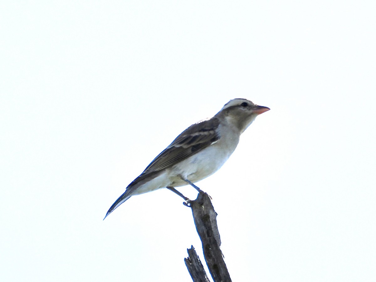 Moineau bridé - ML654786123
