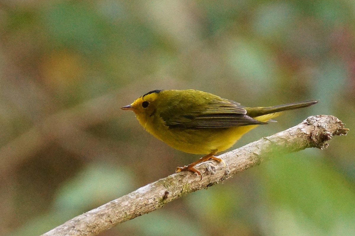 Wilson's Warbler - ML65478621