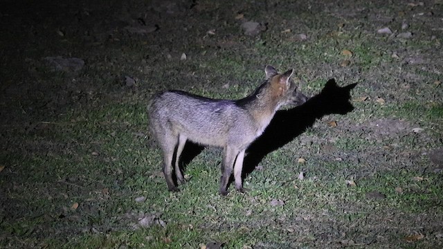 Crab-eating Fox - ML654786313