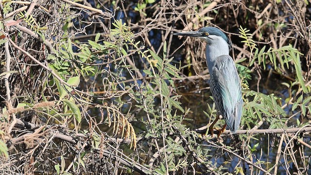 Striated Heron - ML654786629