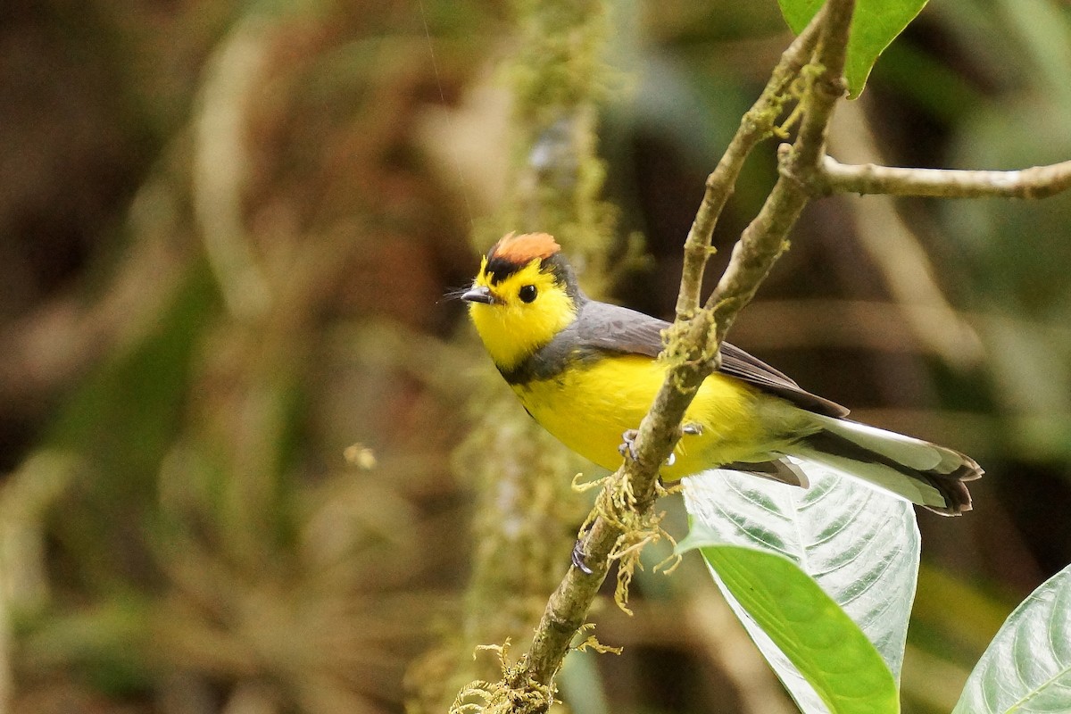 Collared Redstart - ML65478671