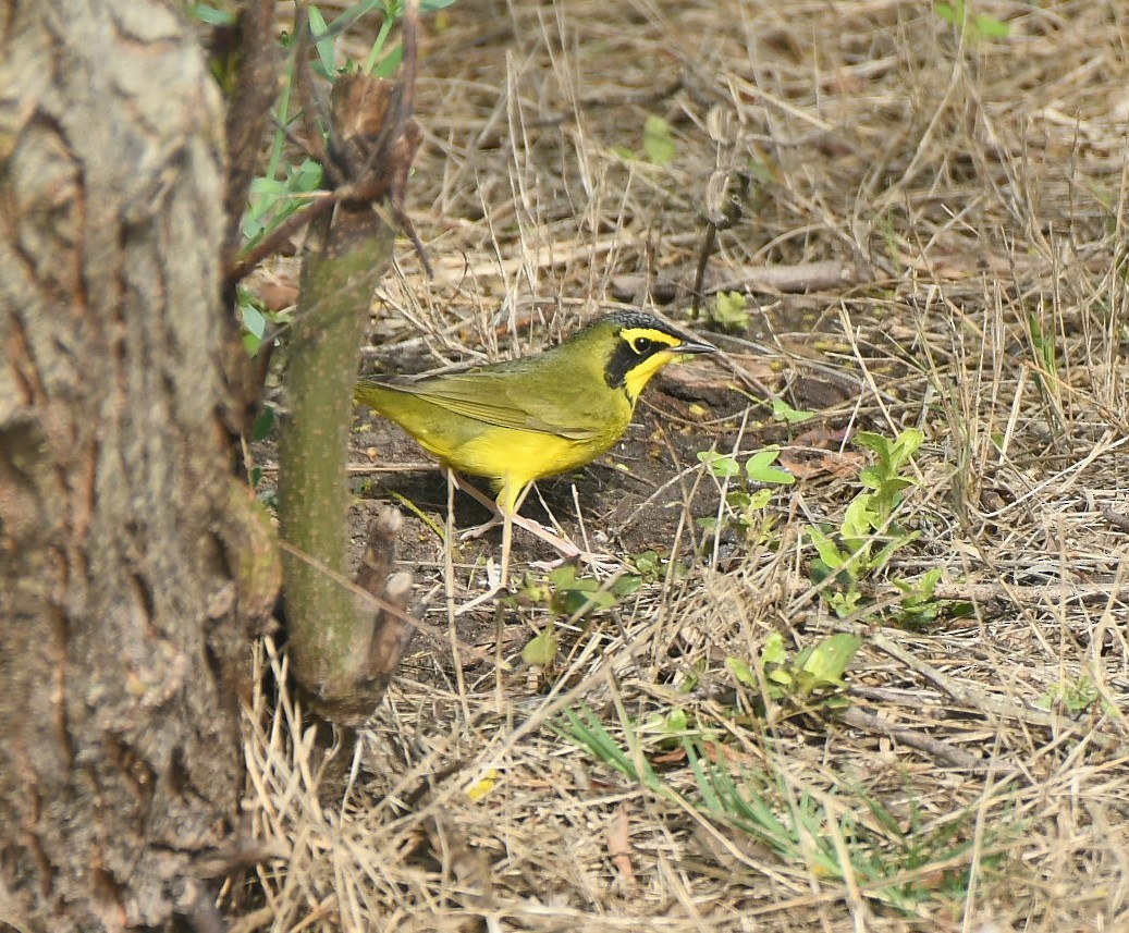 kentuckyparula - ML654786728
