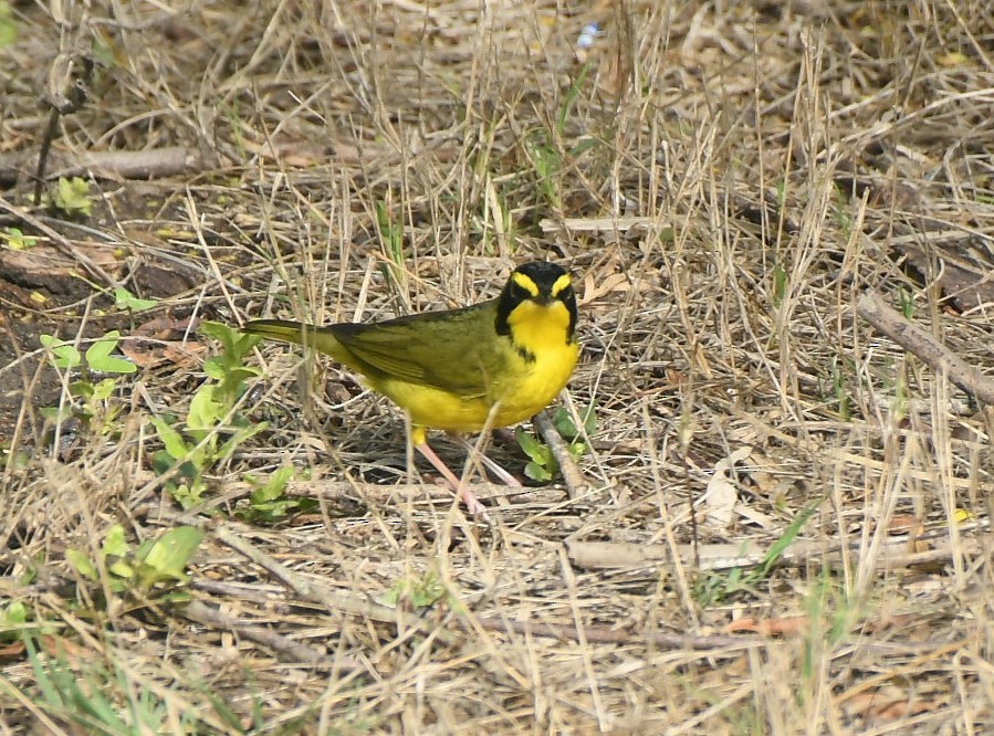 kentuckyparula - ML654786729