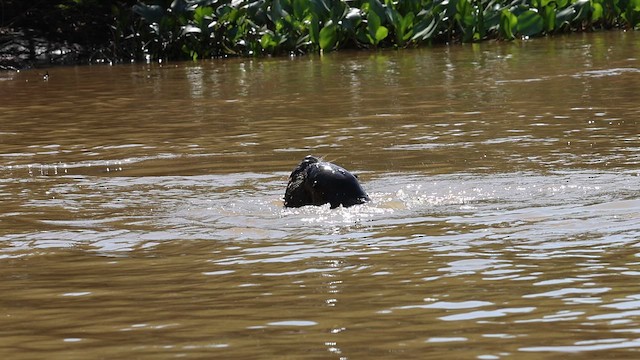 Giant Otter - ML654786810