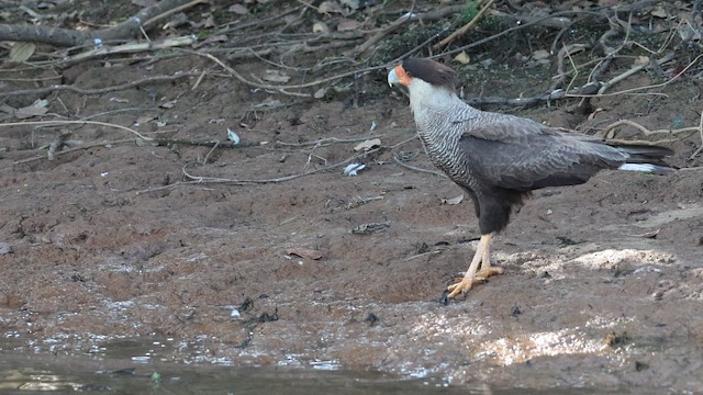 ミナミカラカラ - ML654786886