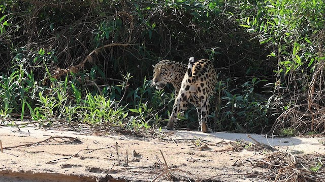 Jaguar - ML654787029