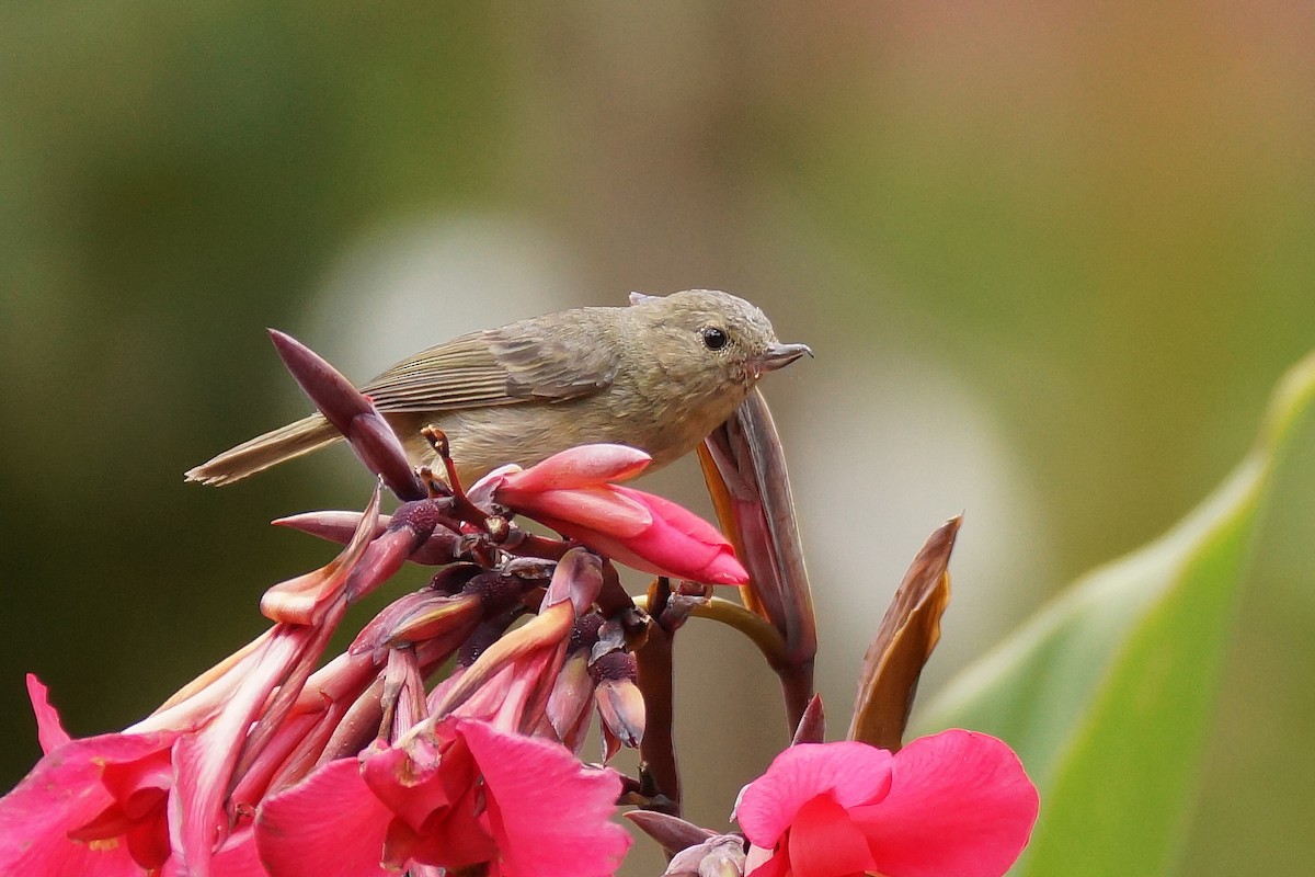 Slaty Flowerpiercer - ML65478721