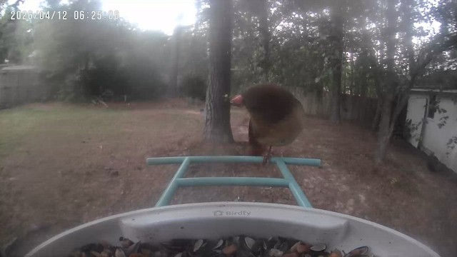 ショウジョウコウカンチョウ - ML654787212
