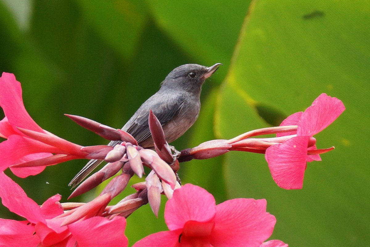 Slaty Flowerpiercer - Réal Boulet 🦆