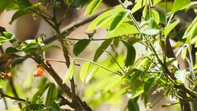 Northern Yellow Warbler - ML654787714