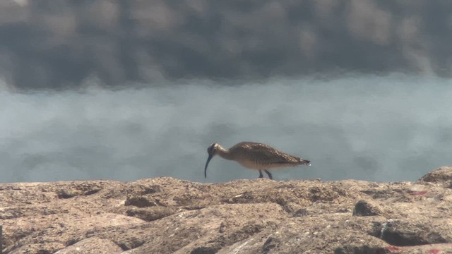 チュウシャクシギ（variegatus/rogachevae） - ML654788152