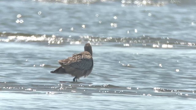 ホウロクシギ - ML654788272