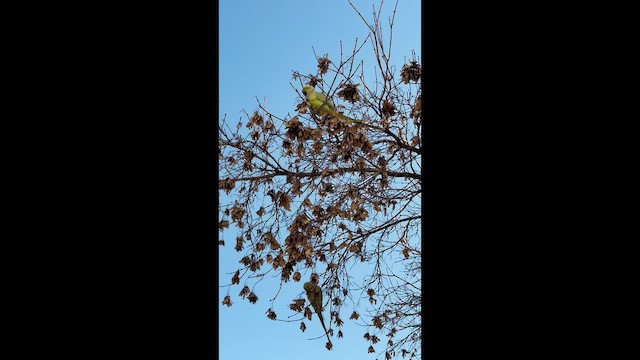 ホンセイインコ - ML654788420