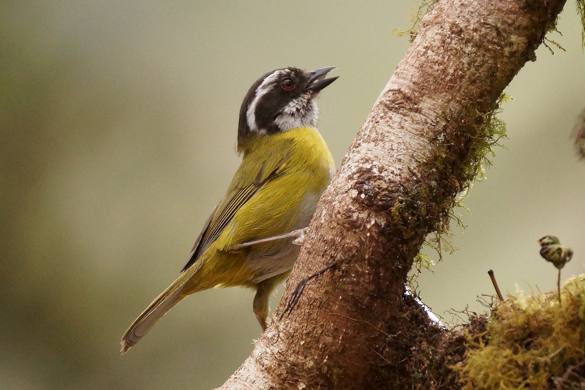 Sooty-capped Chlorospingus - Réal Boulet 🦆