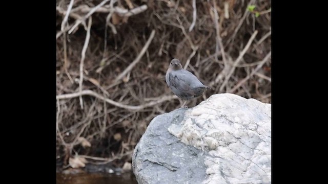 メキシコカワガラス - ML654789066