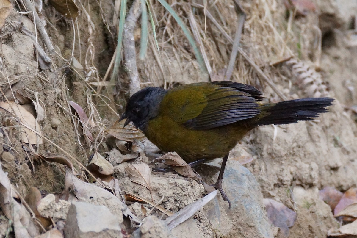 Large-footed Finch - ML65478951