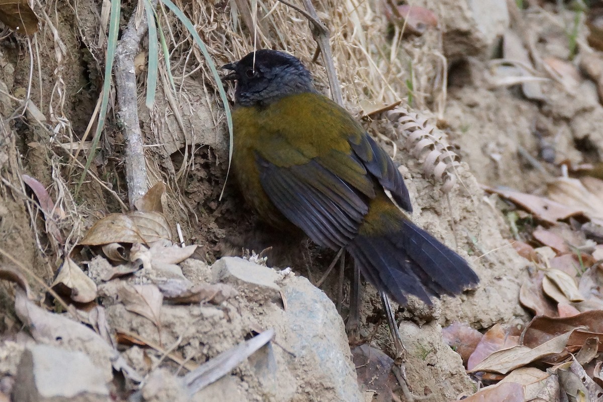 Large-footed Finch - ML65478961