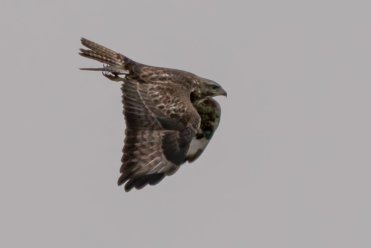 Common Buzzard - ML654789647