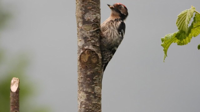 Lesser Spotted Woodpecker - ML654790590