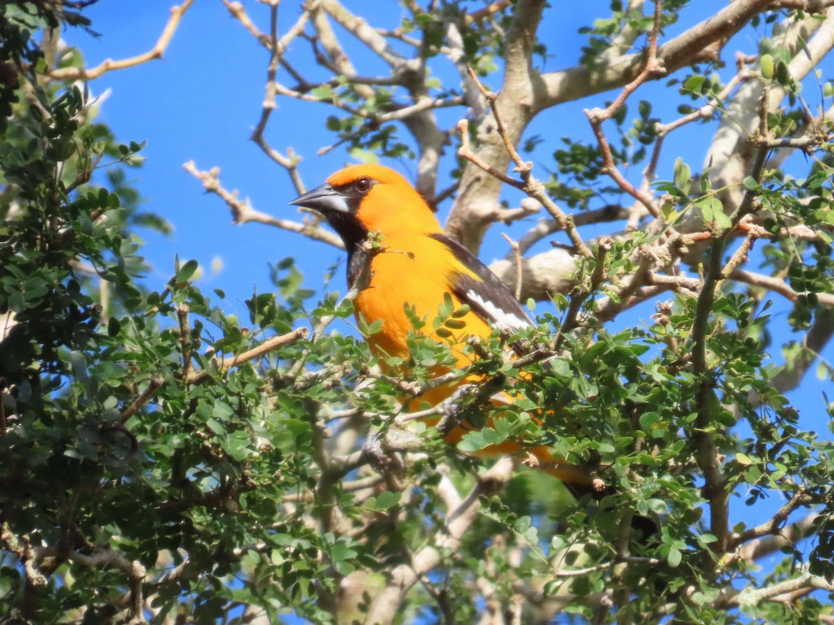 Altamira Oriole - ML654790662