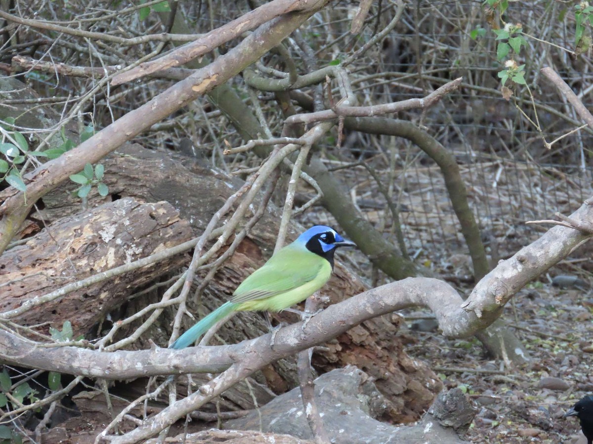 Green Jay - ML654790743