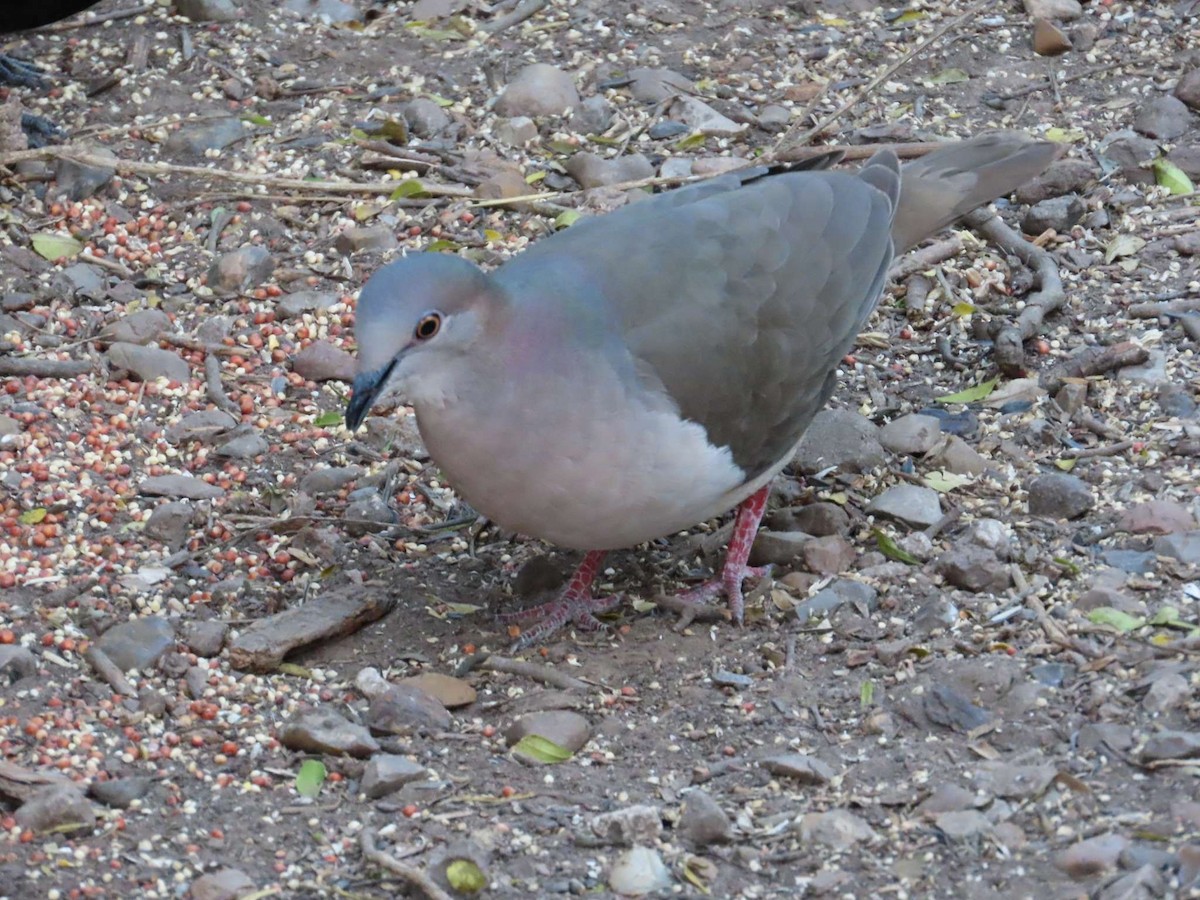 White-tipped Dove - ML654790769