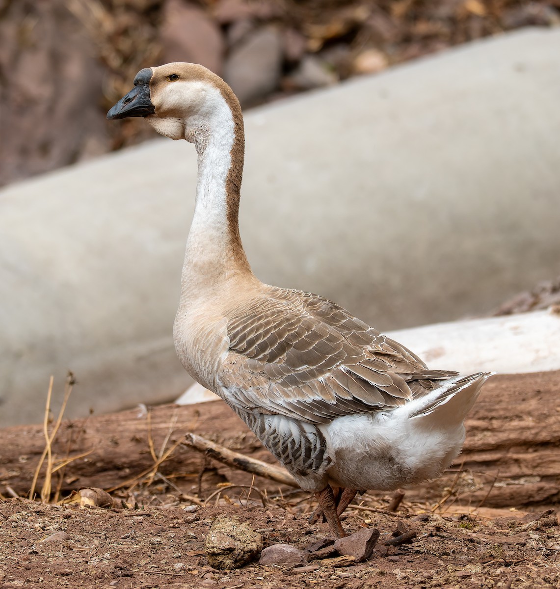Ánsar Cisnal (variedad doméstica) - ML654791401