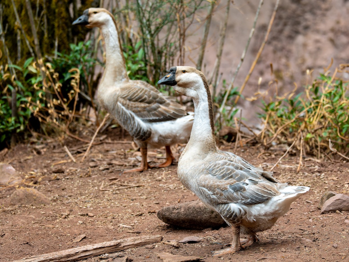 Ánsar Cisnal (variedad doméstica) - ML654791402