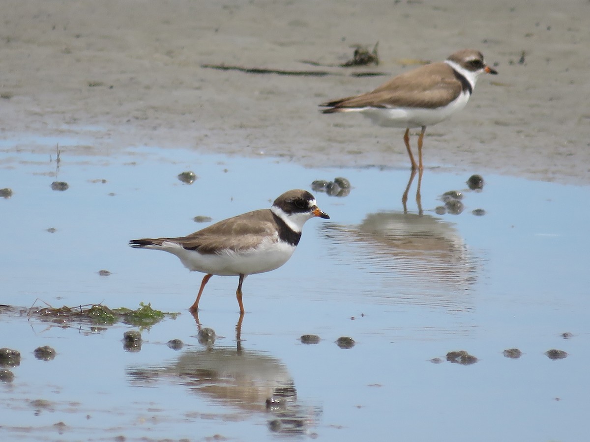 Semipalmated Plover - Becky Laboy