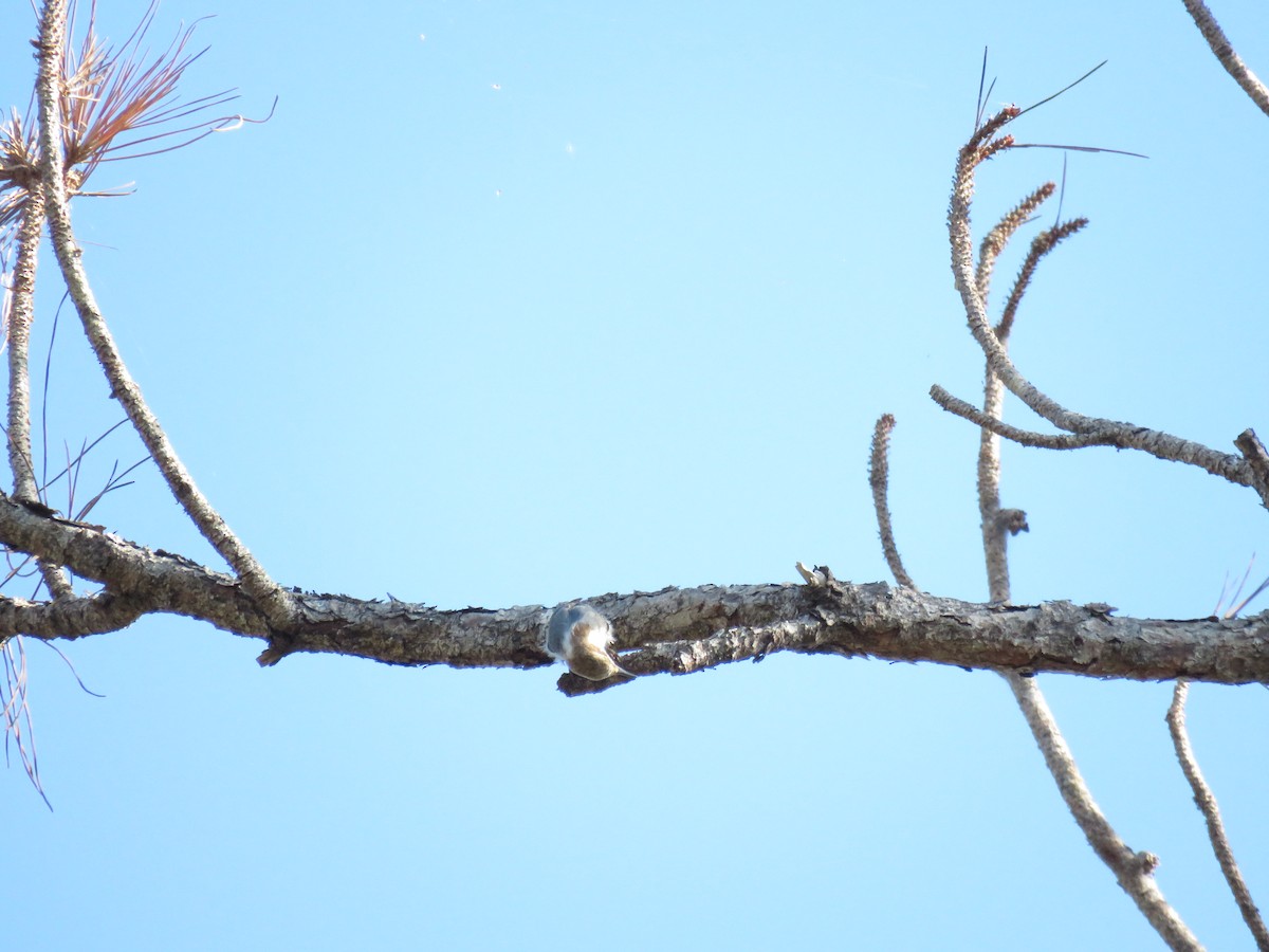 Brown-headed Nuthatch - ML654792690