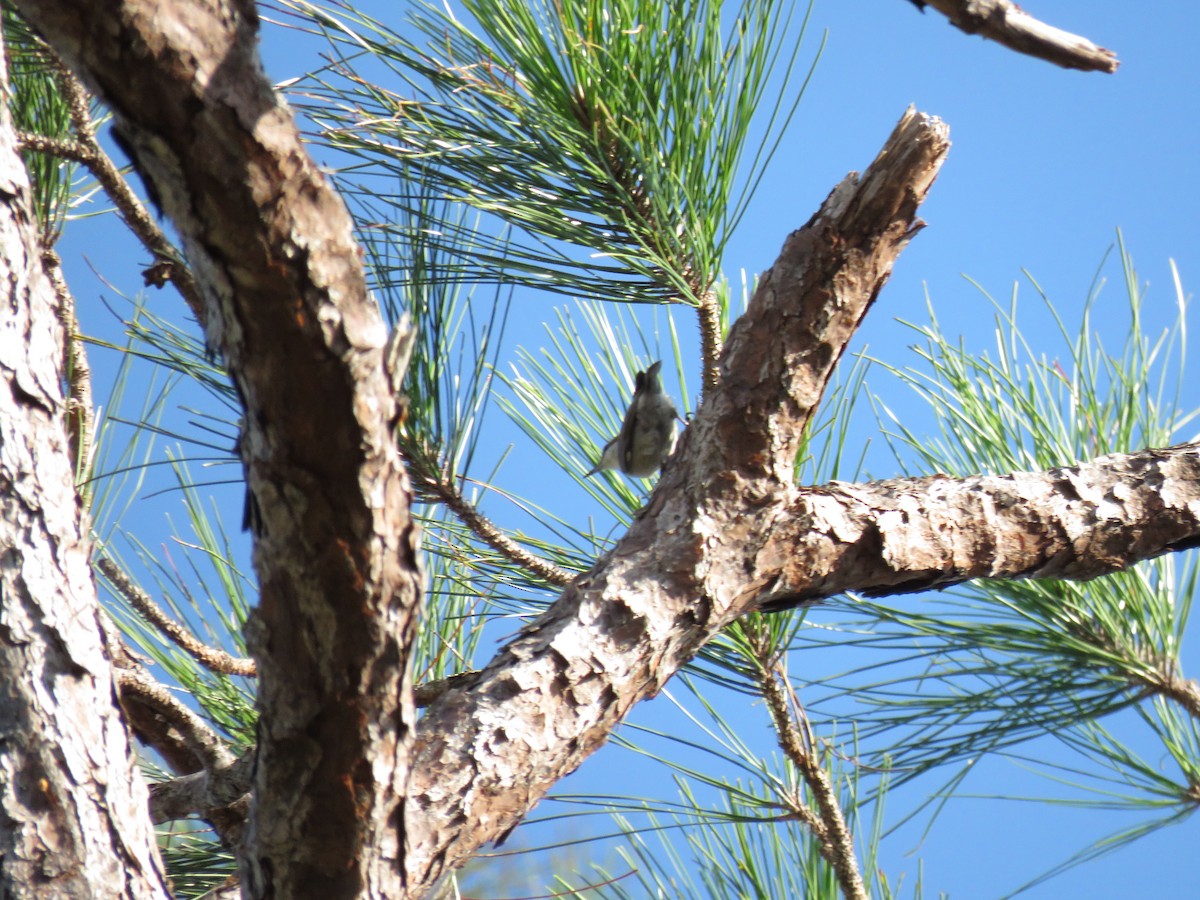 Brown-headed Nuthatch - ML654792691