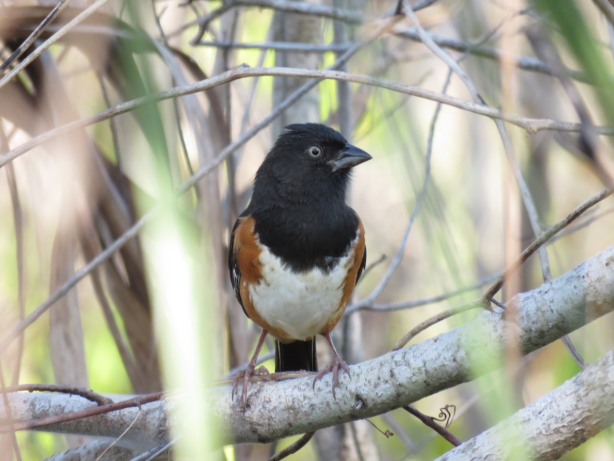 Eastern Towhee - ML654792727