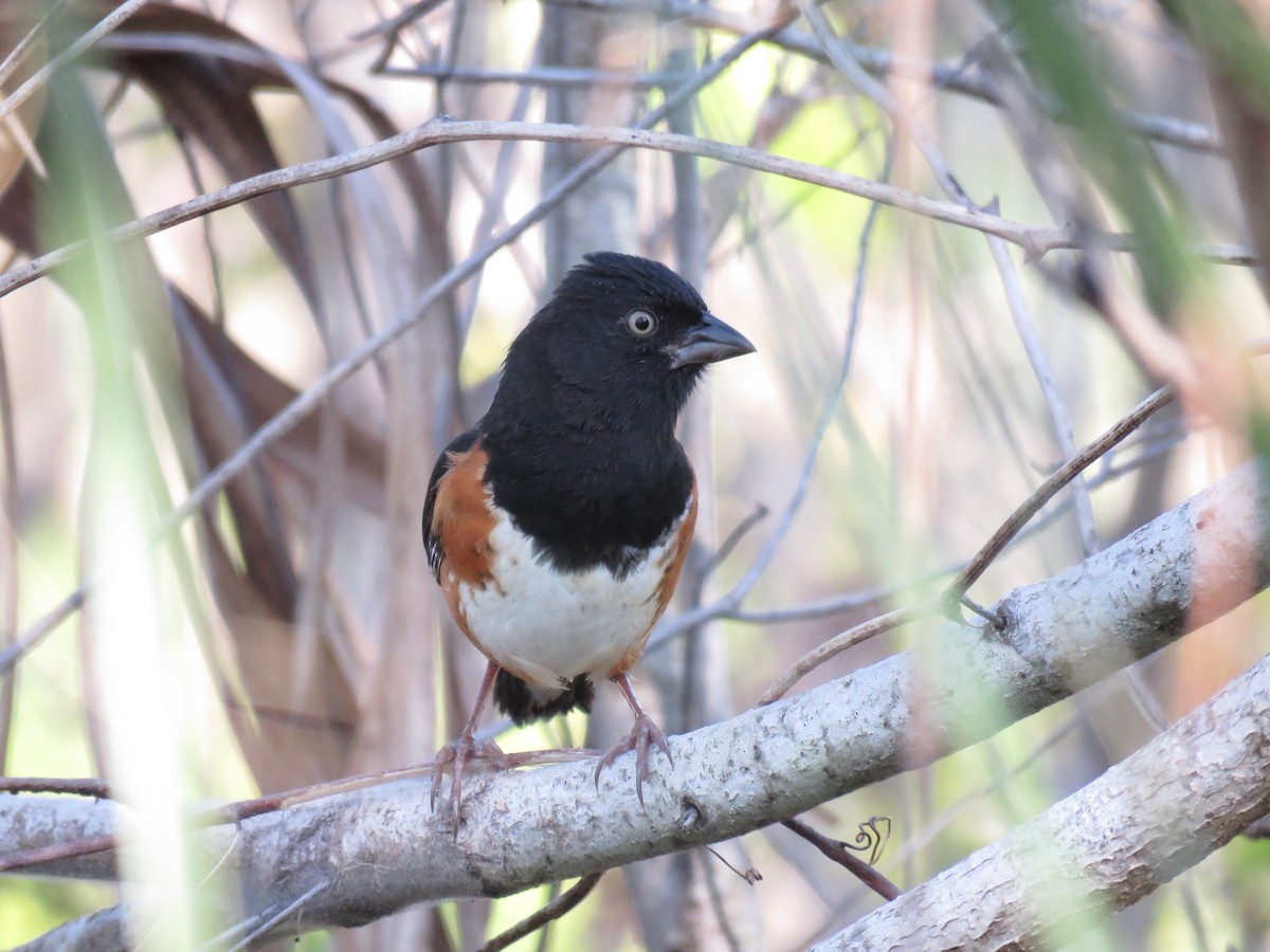Eastern Towhee - ML654792728