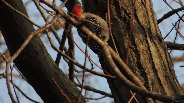 Red-bellied Woodpecker - ML654792878