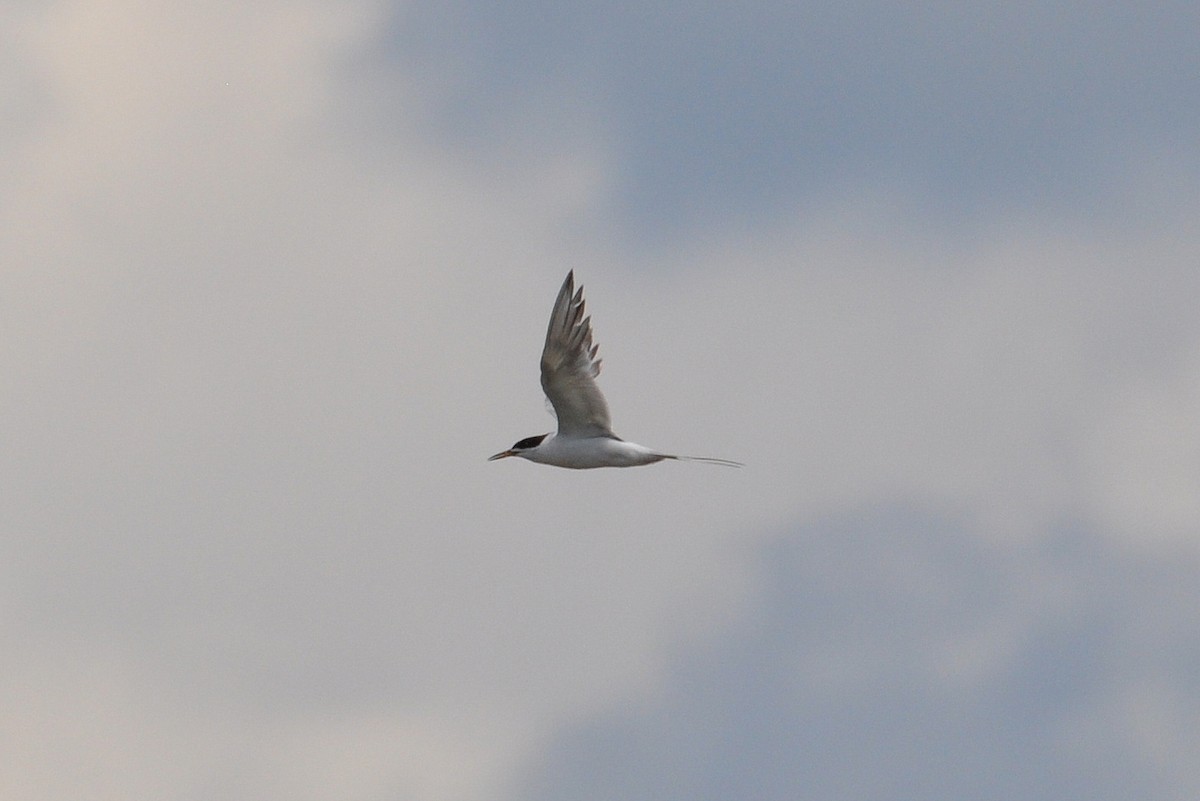 Forster's Tern - Michael Schall